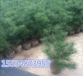 雪松的价格，得堪高不高的