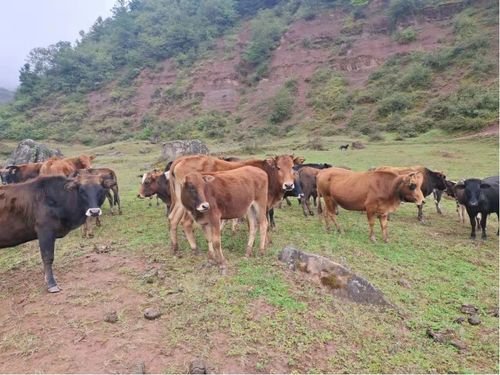 鲁西黄牛肉富含高蛋白、低脂肪，是营养价值极高的肉类