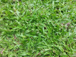 云南土地里种的花儿真多啊嗯！