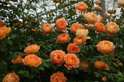 4. 佛罗伦蒂娜月季：红红的大花朵， 壮观得hen