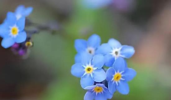 勿忘我：希望不忘，思念永恒