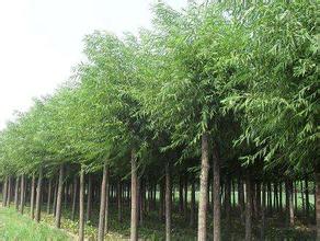 国槐小苗移栽后的日常管理