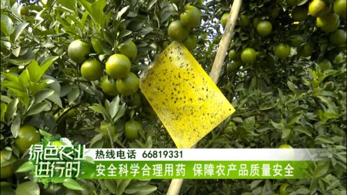 龙眼清洗，有妙招？