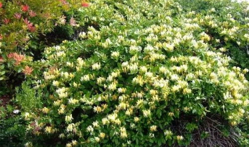 金银花产业面临病虫害威胁，急需“护花使者”解决