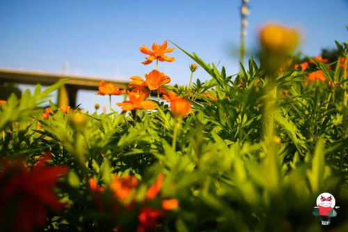 蜀葵：高大上， 蝴蝶蜜蜂的狂欢