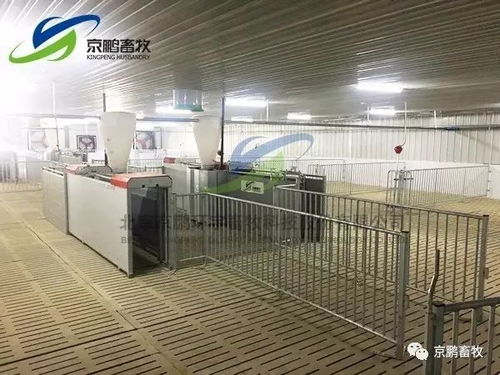 创新养殖技术：母猪助产绳与食槽一体化设计