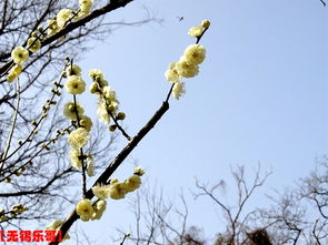 梅花，那独特的花叶情缘