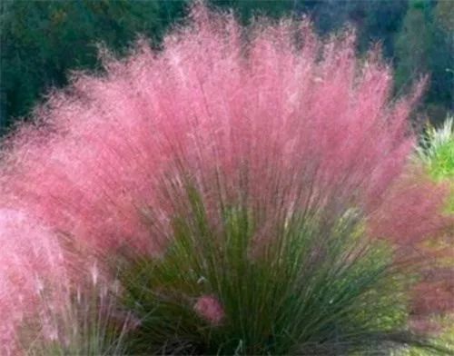 1. 粉黛乱子草：紫红色的芦苇小弟