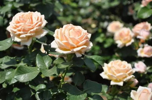 月季品种的命名：一场独特的文化之旅