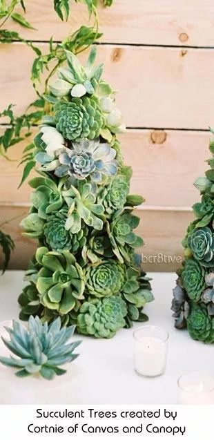 昆明冬天多肉如何防冻？揭秘三大黄金防护法则！