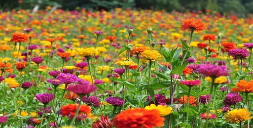 百日草花种子图片大全，庭院花海轻松打造