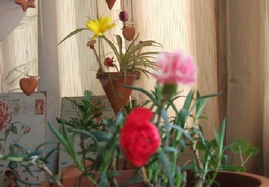 藤本花卉的多样品种