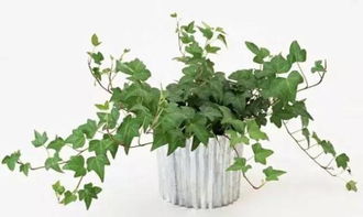 常青藤植物能否净化空气，具有吸附甲醛的功能