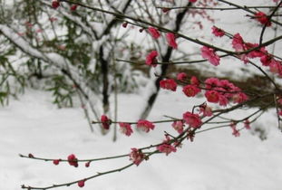 蜡梅花开，冬梅傲骨