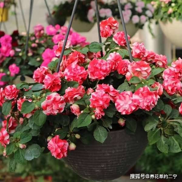 白凤仙花的美丽与价值