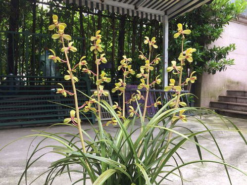 兰花正开花，怎么浇水才能保持花朵鲜艳