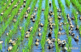 四、 丙环唑对水稻的影响