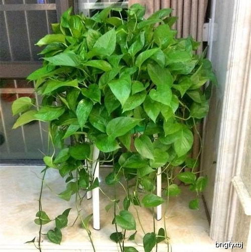 光照问题：绿萝也喜欢晒晒太阳