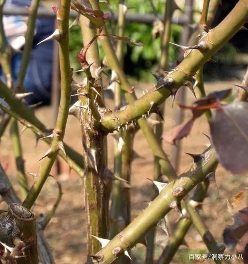月季成品苗冬季修剪，如何保留花苞