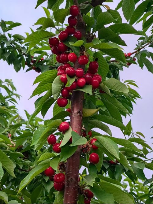 大樱桃树，3年开花结果，养眼又致富！
