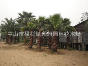 性价比高的园林绿化苗木