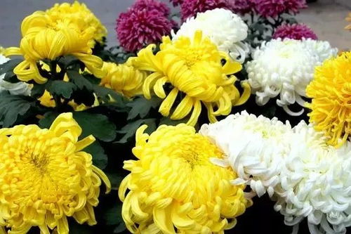 扫墓用菊花好吗？哪种花更能寄托哀思