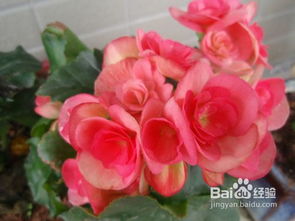 海棠种植， 普及得彳艮