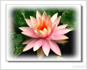 环境对睡莲的影响