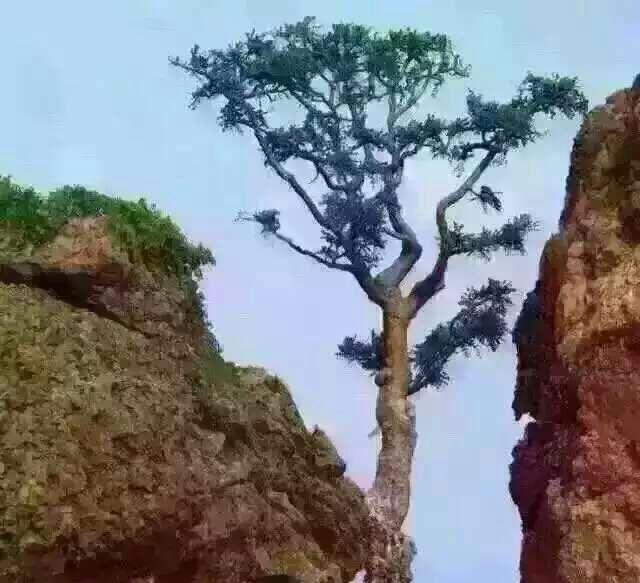 再说说你得砍树