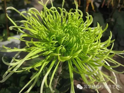 绿菊花象征着清新与希望，传递着生命力的顽强与自然的和谐