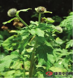 木香一年嫩长多高？生长速度有多快？