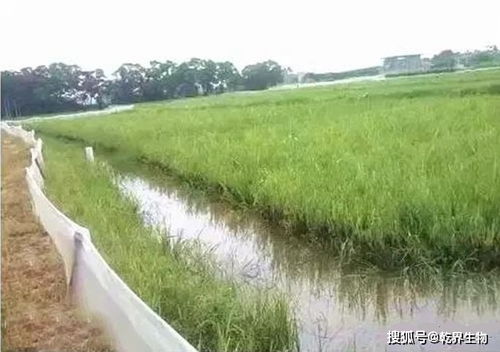 苦草水陆双养技巧有哪些，如何有效提高苦草养殖产量和质量