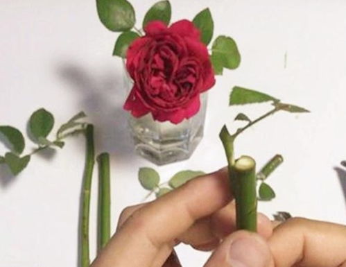 嫁接时间的选择