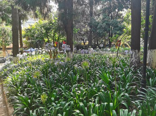 艾菲月季的花期有多长?