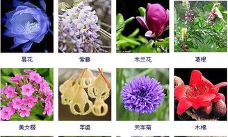 寻找四季开花的藤本月季，美丽绽放的秘密