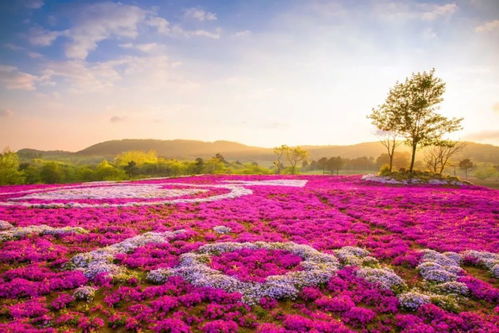 梦幻花海中的植物选择：一场创意的邂逅