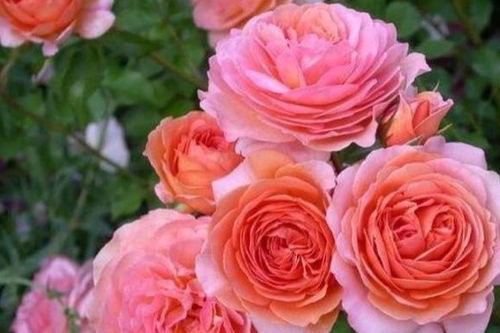 浇水：不干不浇， 浇则浇透