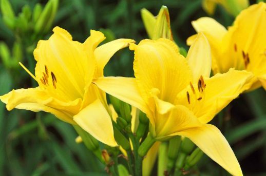 草本植物的栽植密度