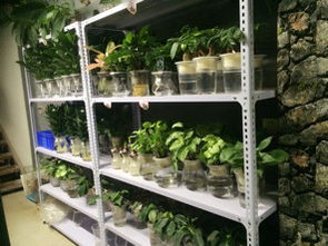 室内好养的喜阴植物有哪些，适合长期放在室内阴凉处养护的植物推荐