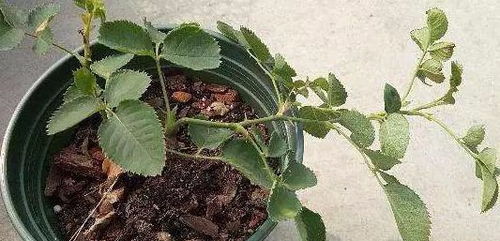 月季笋芽生长，打顶与否，这是个问题？