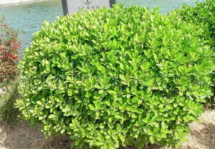 夏季黄杨叶子发黄干枯怎么办？