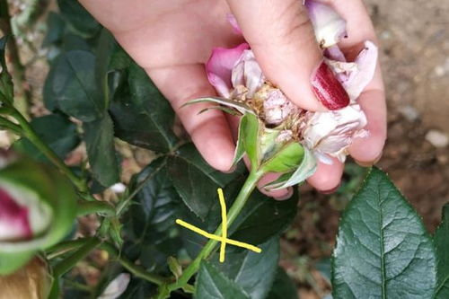 月季花修剪，如何正确进行