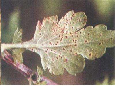 第一章：锈病，一个让人头疼的家伙