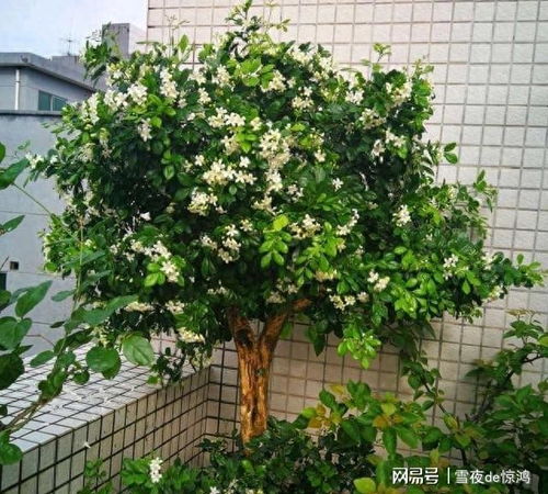 一、 黄金菊——阳光下的灿烂之星