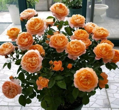 夏日炎炎，月季光杆困扰你了吗？