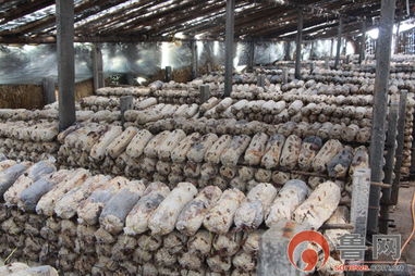 肉鸭养殖大棚建设：探讨高效养殖环境构建