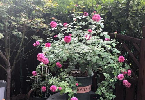 修剪与施肥， 花苞生长的关键