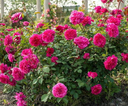 阳台夏天怎么那么姹紫嫣红？