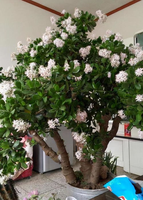 玉树小苗养护秘诀