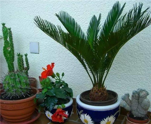 室内养铁树指南：安全养护，无毒环保植物选择